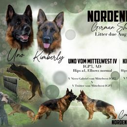 German Shepherd puppies from Nordenhaus German Shepherds