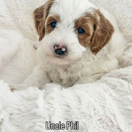 Uncle Phil - Parti male Goldendoodle puppy in Orem, Utah from Daphne's Dozen