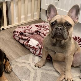 French Bulldogs from Boujee Bully Crew