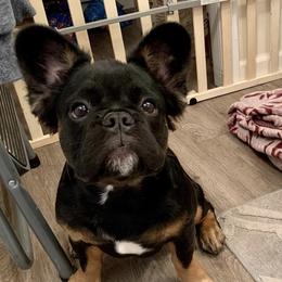 French Bulldogs from Boujee Bully Crew