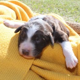 Chief - White and red male Bordoodle puppy in Winnsboro, Texas from Pecan Grove Pups