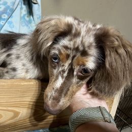 Bo - Dachshund