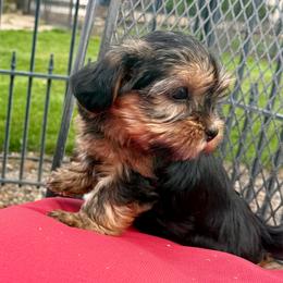 Spice - Black & tan tri-color female Morkie puppy in Walla Walla, Washington from Linda Sherman