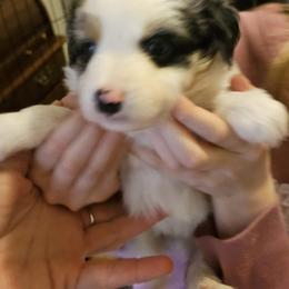 Miniature Australian Shepherd Puppies from Carter's Cuties