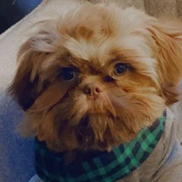 French Bulldogs, Shihpoos, and Shih Tzus from A&A Kennels