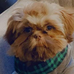 French Bulldogs, Shihpoos, and Shih Tzus from A&A Kennels