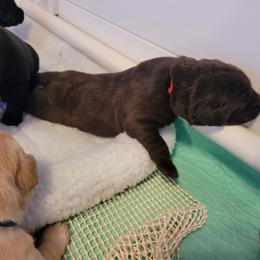 Miss Red -Bella - Chocolate female Labrador Retriever puppy in Deary, Idaho from Sunset Pines Labradors