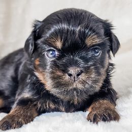Edgar - Black and tan male Shih Tzu puppy in Jacksonville, Florida from Shih Tzus of Jacksonville