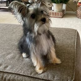 Aussiedoodle, Morkie, Poodle, Yorkipoo, and Yorkshire Terrier All Grown Up from X-F Kennels
