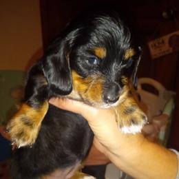 Tiny tot - Dachshund puppy from Frank's Mini Doxies