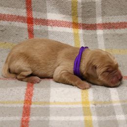 Lasso - Golden female Golden Retriever puppy in New Weston, Ohio from Bertke AKC Golden Retrievers and Bernese Mountain Dogs
