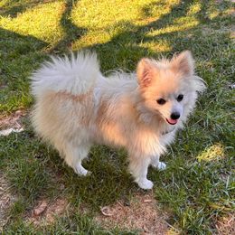 Gracie - Cream parti female Pomeranian puppy in Douglas, Massachusetts from Country Oak Poms LLC