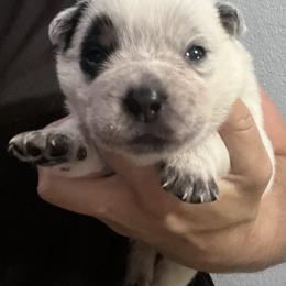 -Boy 2 - Blue male Australian Cattle Dog puppy in Kaufman, Texas from Emberwick Ranch