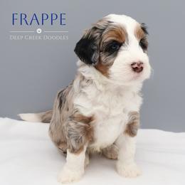 Bernedoodle Puppies from Deep Creek Doodles