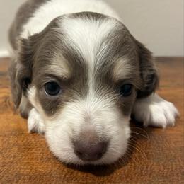 Clover - Piebald male Dachshund puppy in Dobson, North Carolina from Oakleys Dachshund Haven