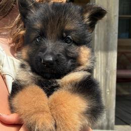 Dixie (orange collar) - Black and red female German Shepherd puppy in Union City, Ohio from God’s Gifts German Shepherds