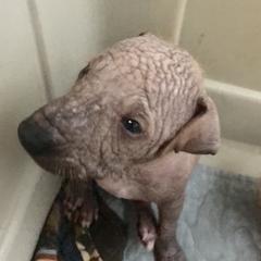 Peruvian Inca Orchid Puppies from Naked baby’s