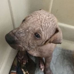 Peruvian Inca Orchid Puppies from Naked baby’s