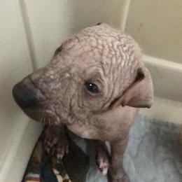 Peruvian Inca Orchid Puppies from Naked baby’s