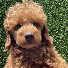 Milo - Poodle