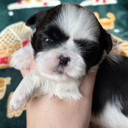 Ivory - Black and white female Shih Tzu puppy in Lakeland, Florida from Sunshine Shih Tzus