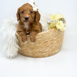 INDY - Red  female Goldendoodle puppy in Davison, Michigan from Dreaming Doodles