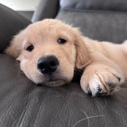 Chance - Golden male Golden Retriever puppy in Vail, Arizona from Retrievers Gold AZ