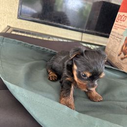 Female 1 - Blue and gold female Yorkshire Terrier puppy in Pomona, California from Carbajal Yorkshire Terriers