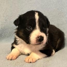 Muffin - Black tri-color female Australian Shepherd puppy in Monroe, North Carolina from Meekey Family Aussies