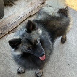 Cupid - Gray cream and black male Keeshond puppy in Temple, Texas from Kozy Keeshonden