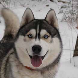 Alexey - Siberian Husky