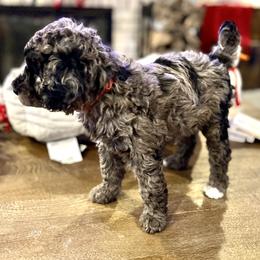 Goldendoodle Puppies from Deszy’s Goldendoodle Pups