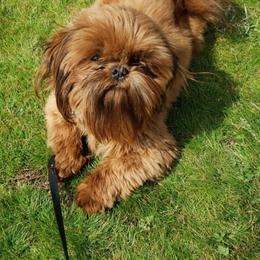 Oscar - Shih Tzu