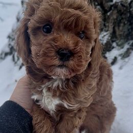 Honey - Red female Havapoo puppy in Lake Ann, Michigan from Riyem Wildflower Farms