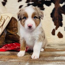 'Duke' - Red merle male Australian Shepherd puppy in Durand, Wisconsin from Larson’s Legacy Aussome Aussie Kennels