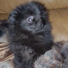 Hunnibunnies Minnie - Black female Pomeranian puppy in Cleveland, Ohio from Hunnibunnies