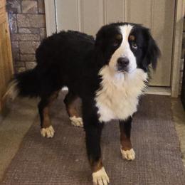 Girlfriend - Bernese Mountain Dog