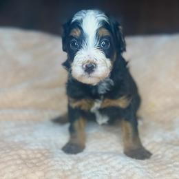 Balsam - Tri-color male Bernedoodle puppy in Alabama from Peach & Pawmetto Doodles