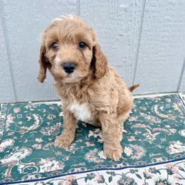 Puppy 6 - Apricot female Irish Doodle puppy in Bloomfield, Iowa from Schooley Doodles