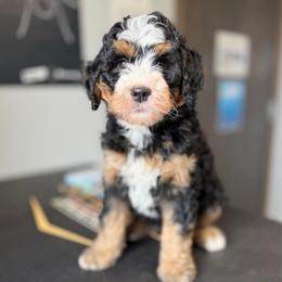 Kobe - Tri-color male Bernedoodle puppy in Sugarcreek, Ohio from Cuddly Companion Doodles