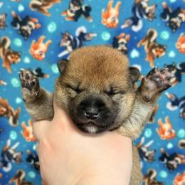 Hanabi - Red male Shiba Inu puppy in Marshall, Minnesota from Tobitatsu Shiba Inu