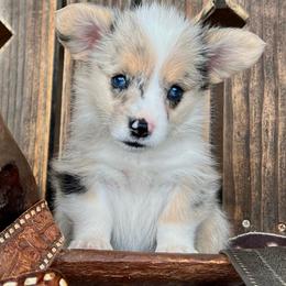 Ella - female Pembroke Welsh Corgi puppy in Los Lunas, New Mexico from Blue Diamond Welsh corgis