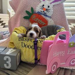 Ferrini - Red  female Goldendoodle puppy in Chino Valley, Arizona from Bass Creek Doodles