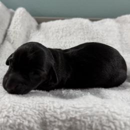 Raven - Black female Dachshund puppy in Live Oak, Florida from Johnson’s Weiner Farm