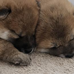 Shiba Inu Puppies from Tanitaki Shibas