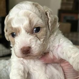 Charlie - Parti male Poodle puppy in Mineral Wells, Texas from S.H.A.R.P.’s Toy Poodles