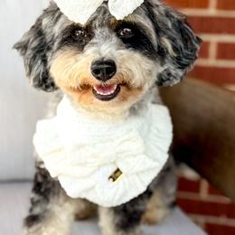 Maci - Bernedoodle