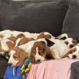 Basset Hound Puppies from Best Friends Bassets