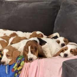 Basset Hound Puppies from Best Friends Bassets