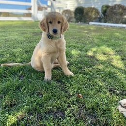 Goldendoodle and Golden Retriever Puppies from Stay Golden